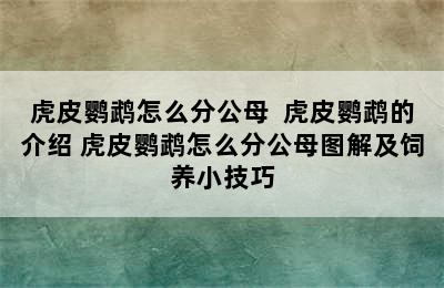 虎皮鹦鹉怎么分公母  虎皮鹦鹉的介绍 虎皮鹦鹉怎么分公母图解及饲养小技巧